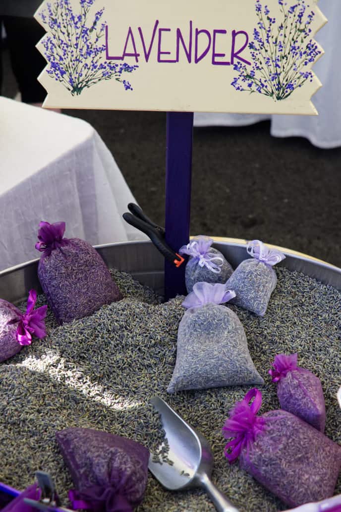 lavender buds at the Sequim lavender festival lavender buds at the Sequim lavender festival